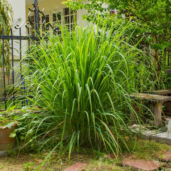 Citronella : 15 Mosquito Repellent Plants : Mohit Tandon Burr Ridge
