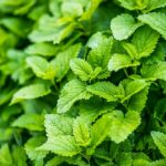 Lemon Balm