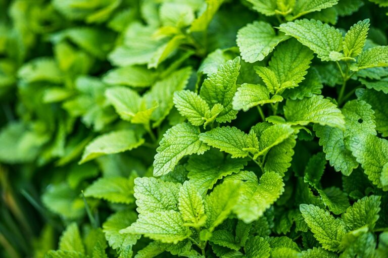 Lemon Balm